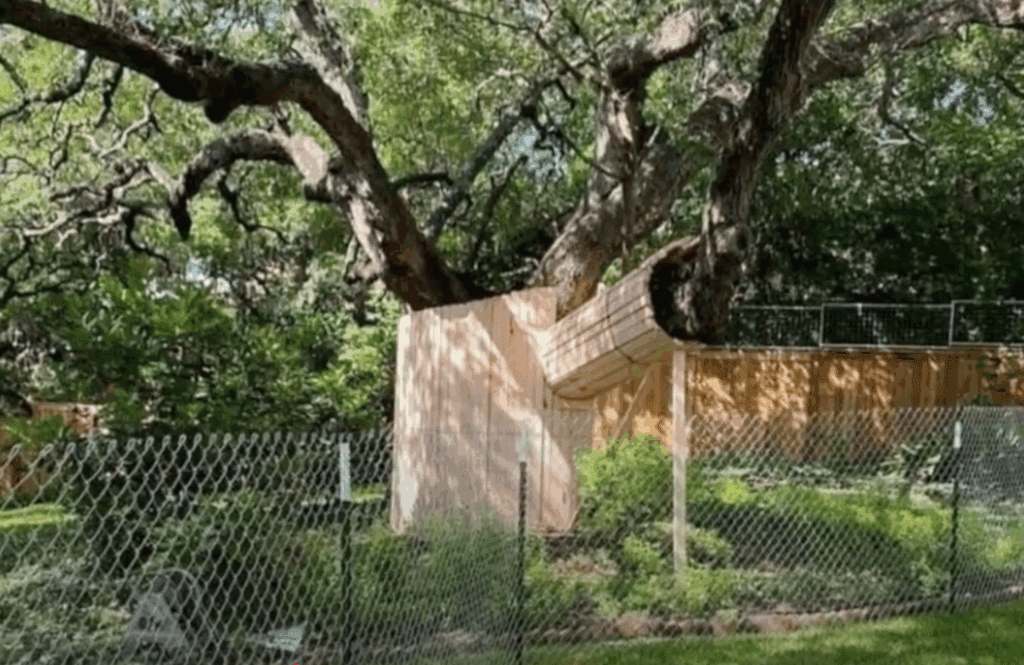Environmental tree protection Austin