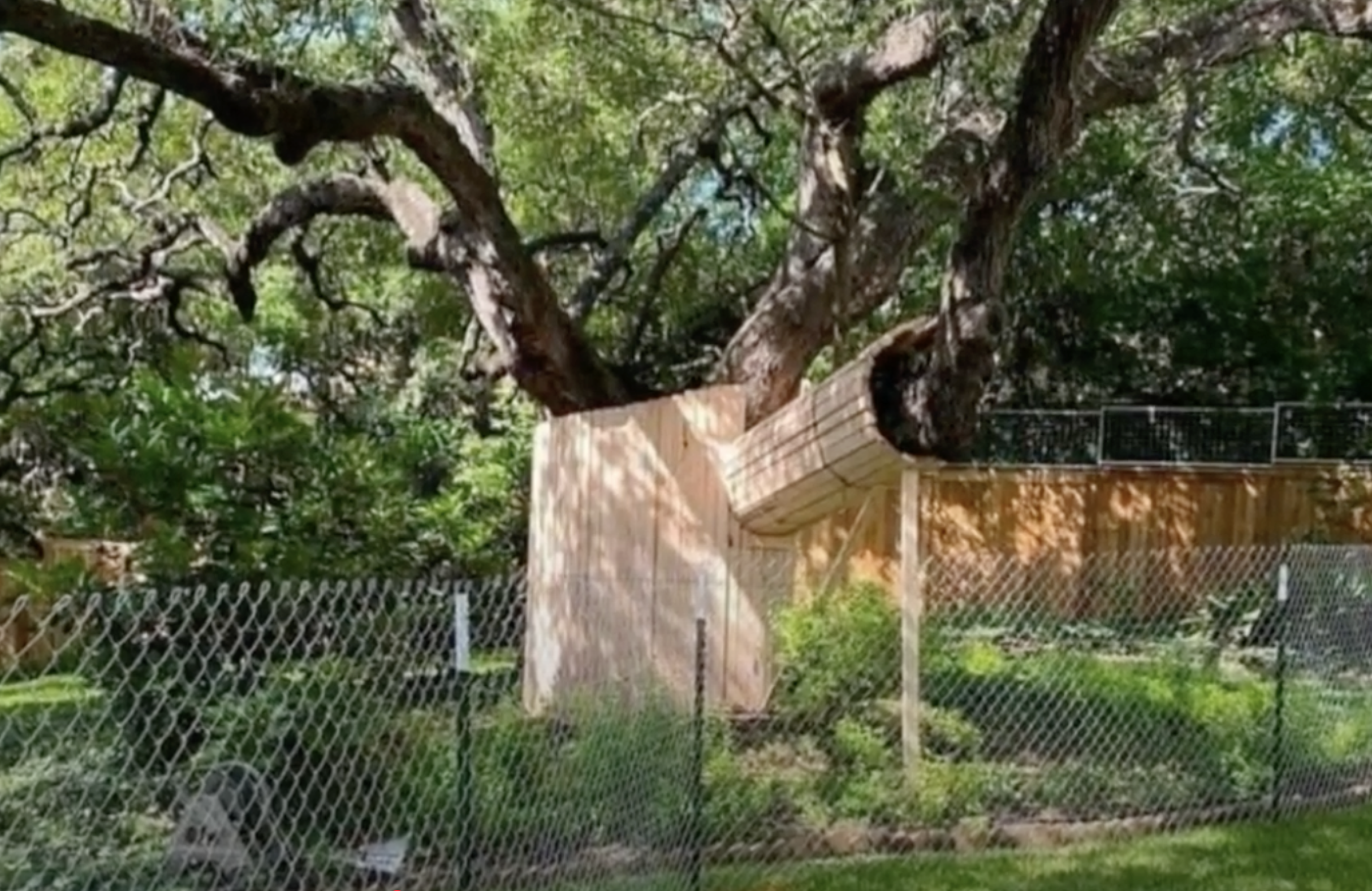 Environmental tree protection Austin